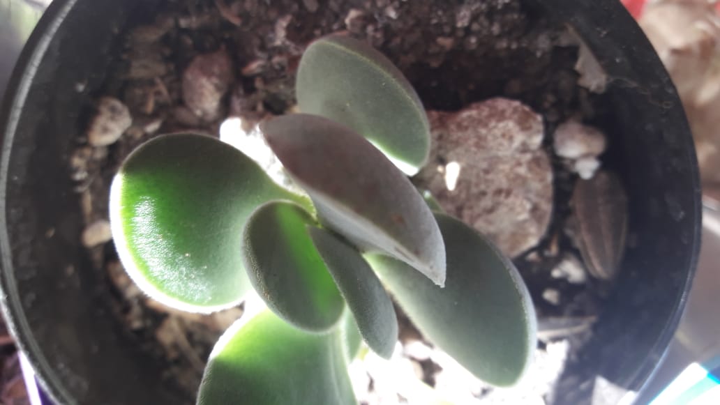 Adromischus liebenbergii hutchison