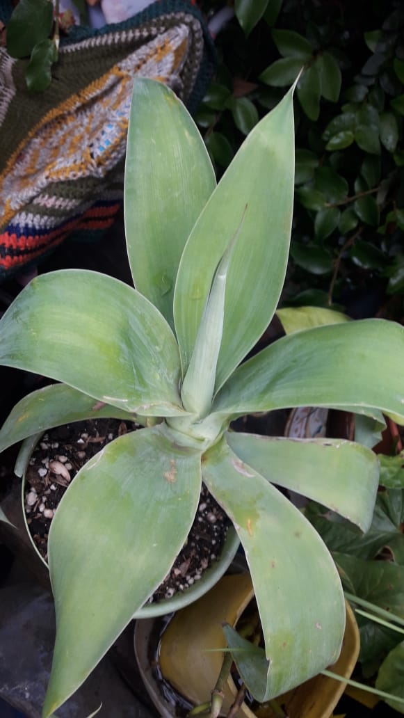 Agave Attenuata ó Ágave del dragón o cuello de cisne