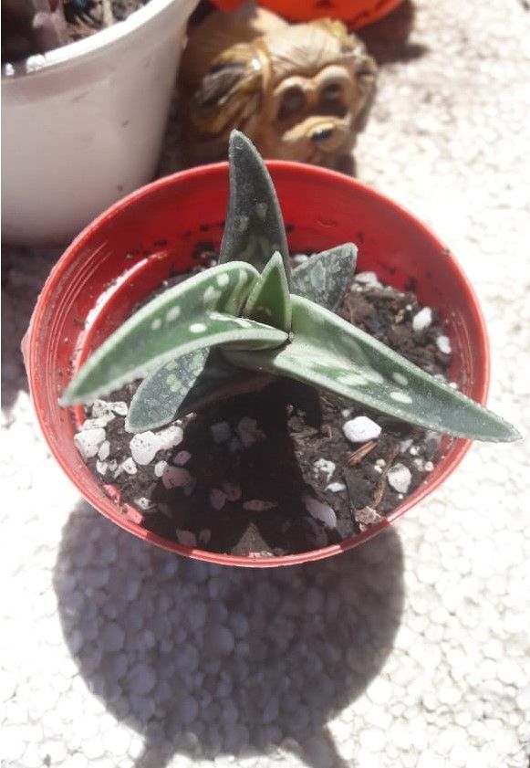 Aloe Variegata