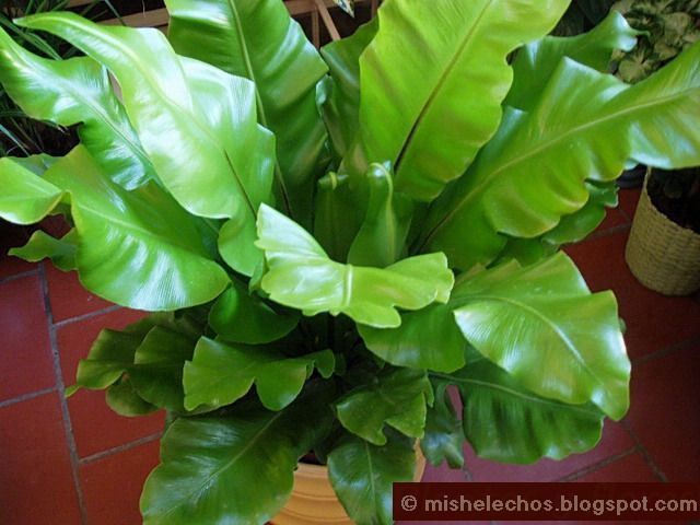 Asplenium nidus nido de ave