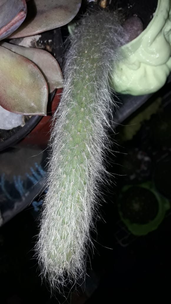 Cleisto cactus ó Cola de mono