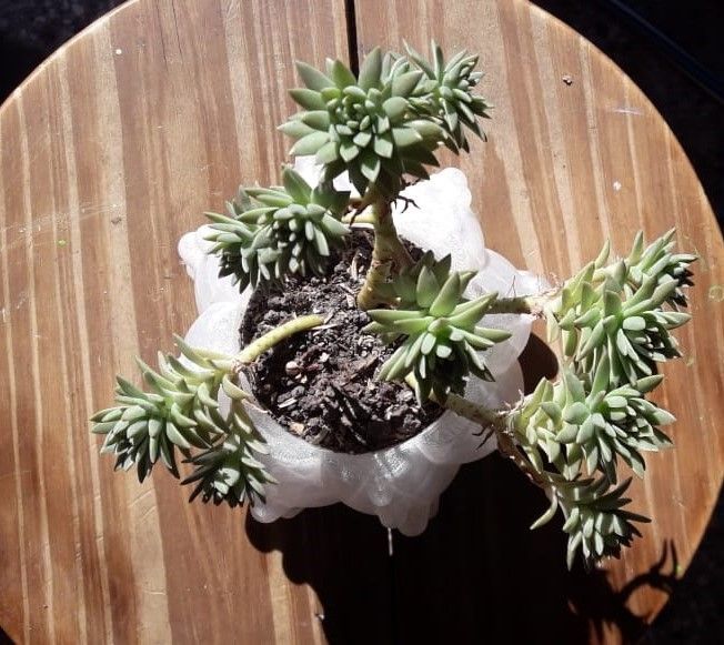 Dudleya greenei