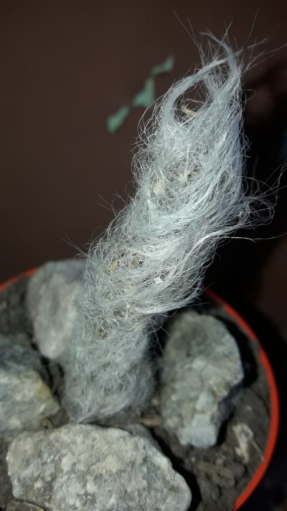 Espostoa Lanata