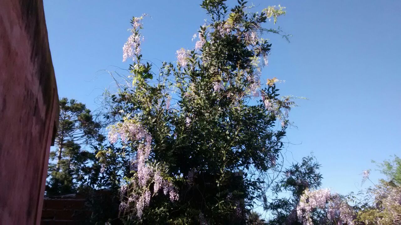 Glicina Wisteria Sinensis