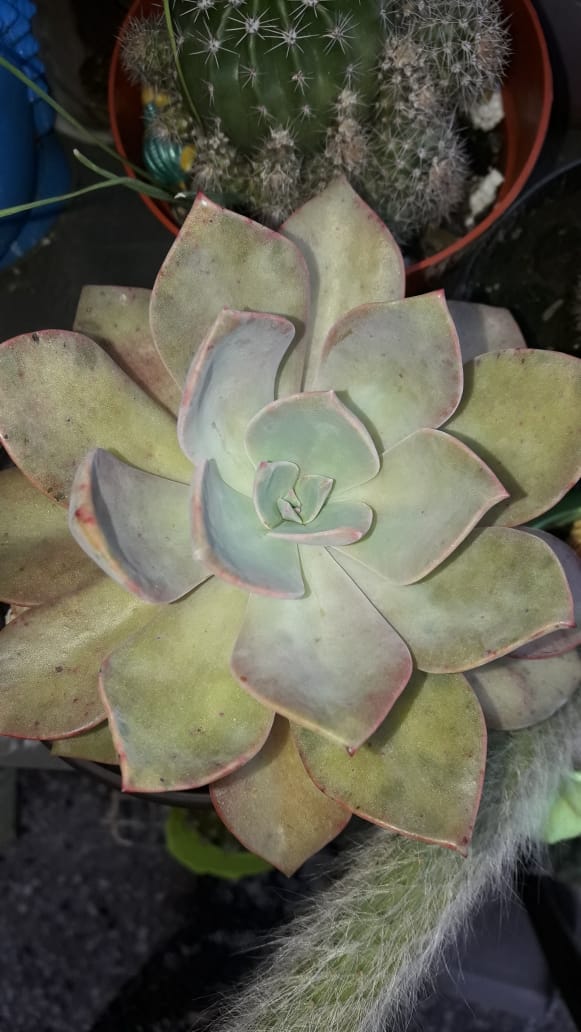 Graptopetalum Paraguayense