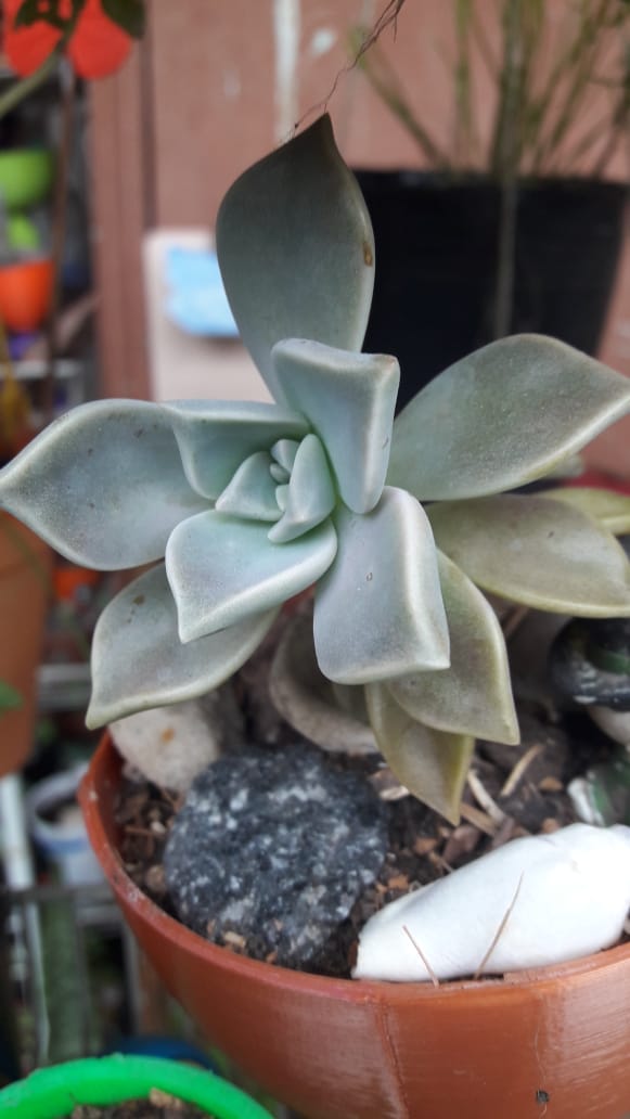 Graptopetalum Paraguayense hijo