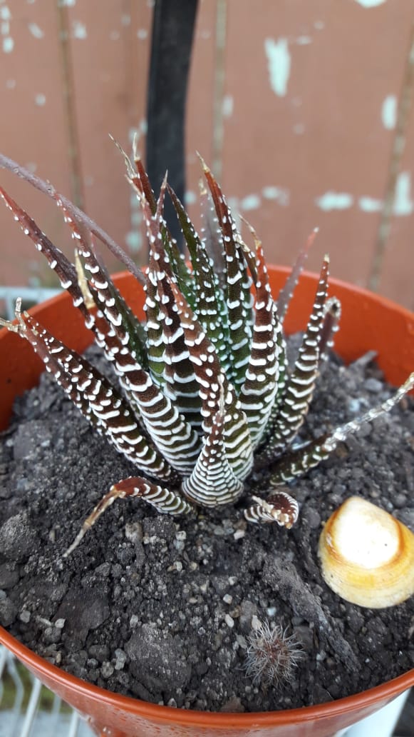 Haworthia fasciata