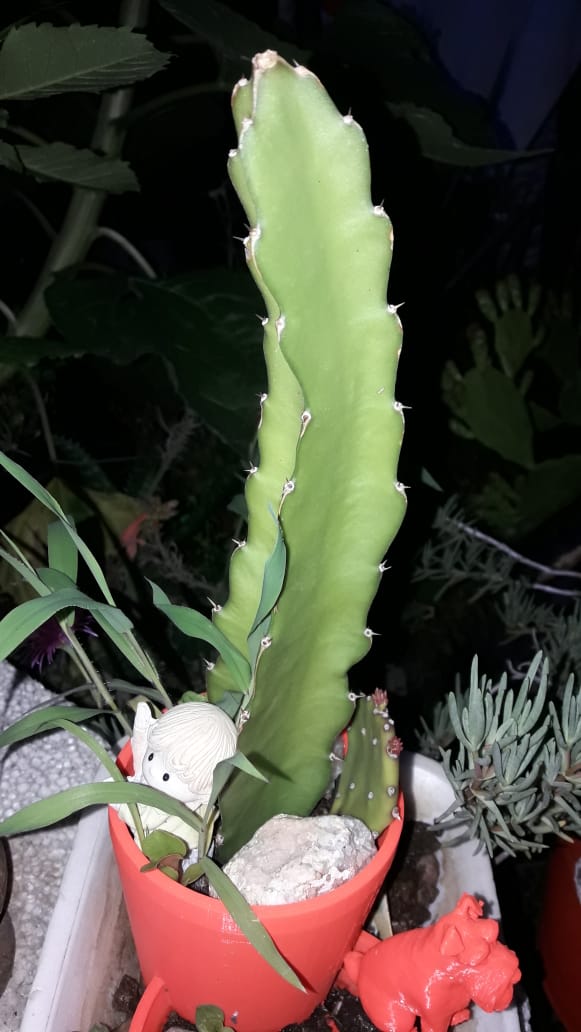 HylocereusUndatus