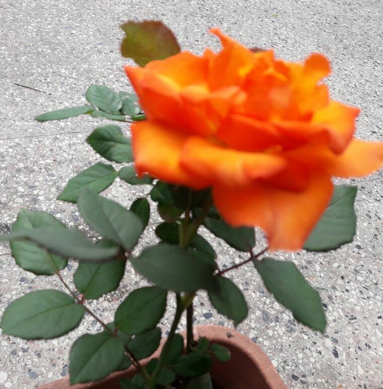 IMG 20180401 WA0019