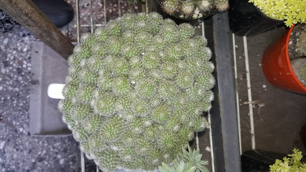 Mammillaria