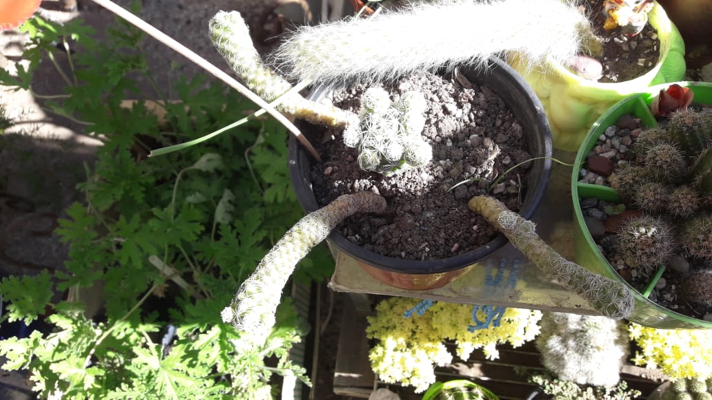 MammillariaGracilis