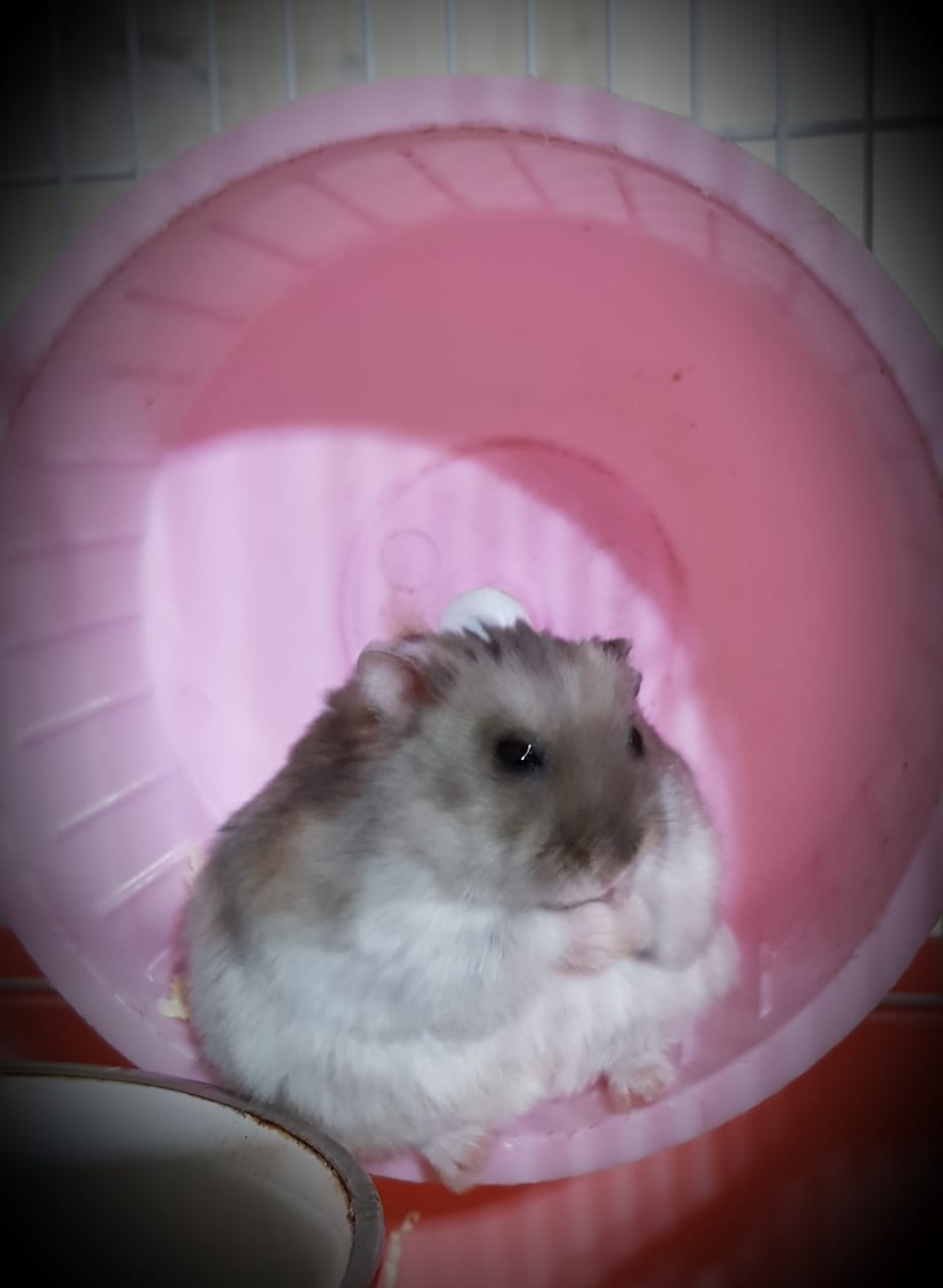 Maxi