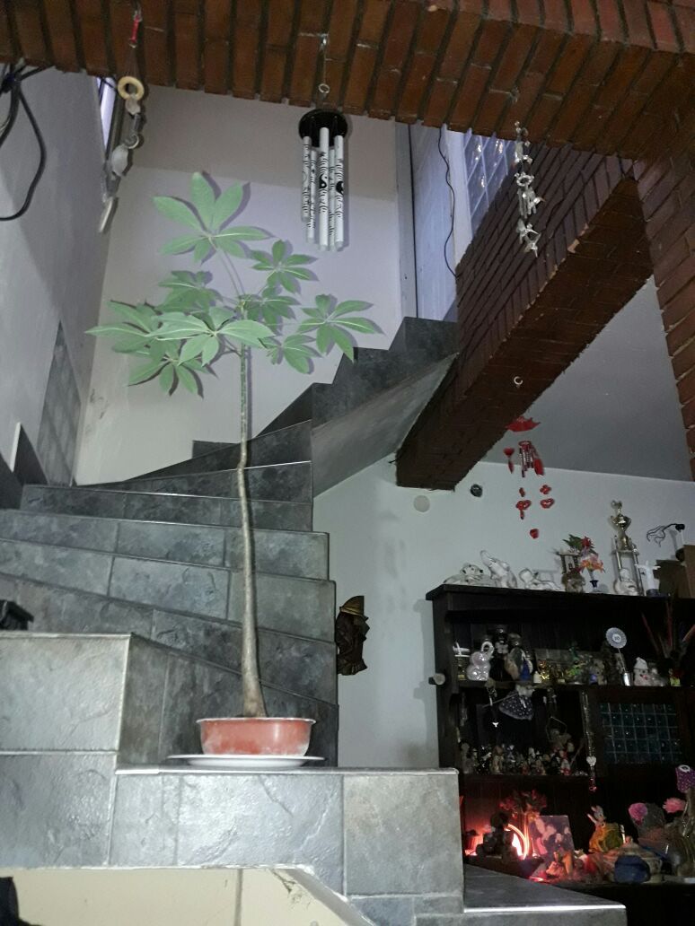 PaloBorracho