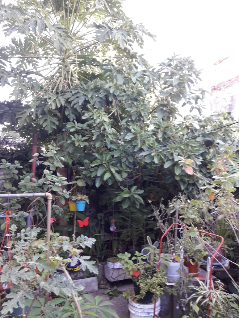 Palta1