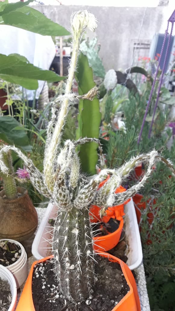 PeniocereusGreggii o REINA DE LA NOCHE