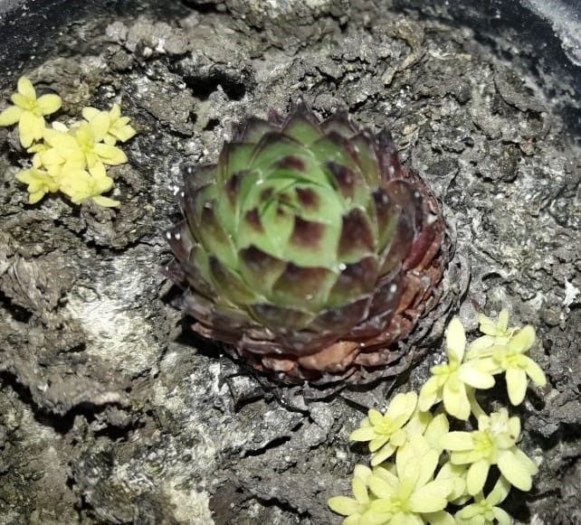 SempervivumMontanum