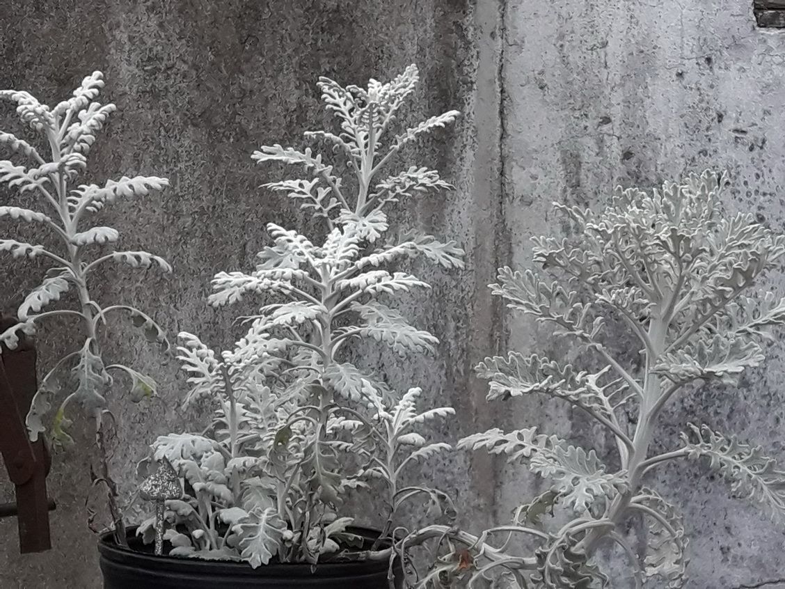 Senecio cineraria