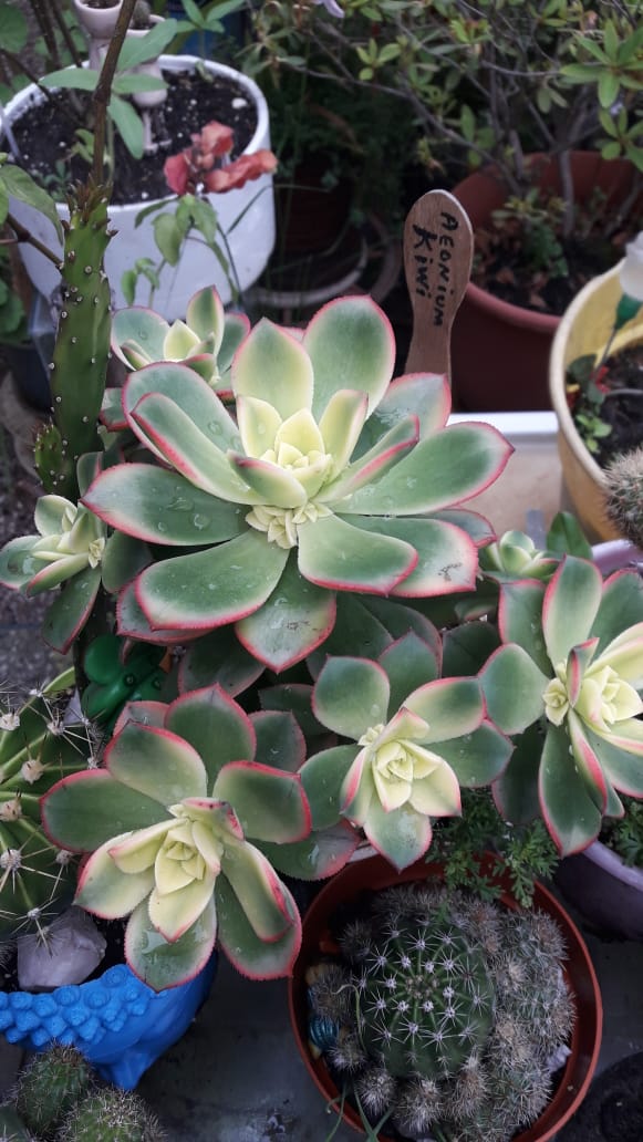 aeoniummm