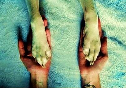 amorperruno