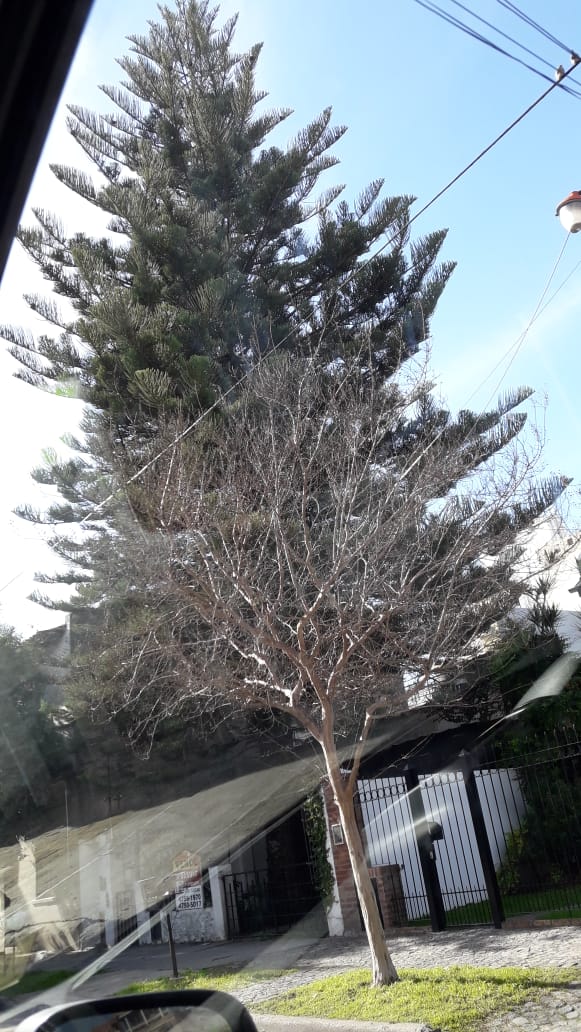 araucaria2