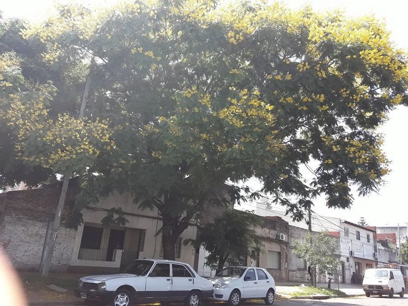 bello