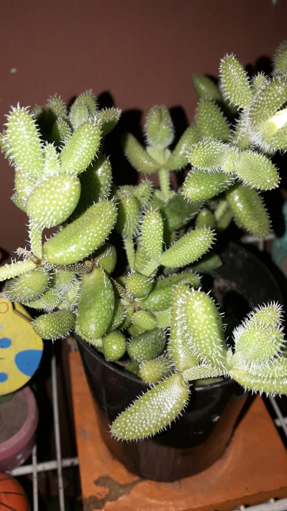 delosperma echinatum o lengua de gato