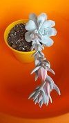 echeveria