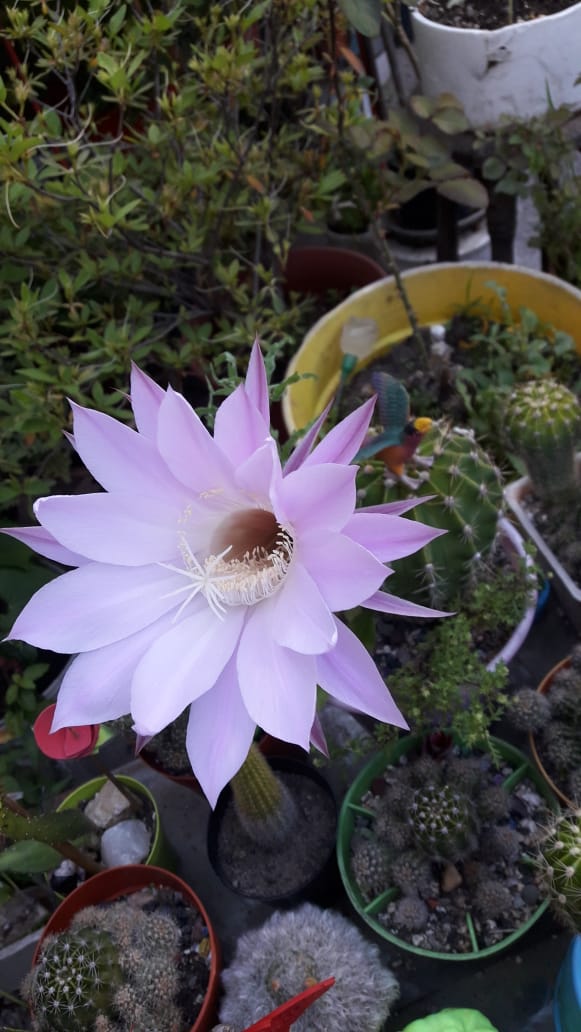 florprefer
