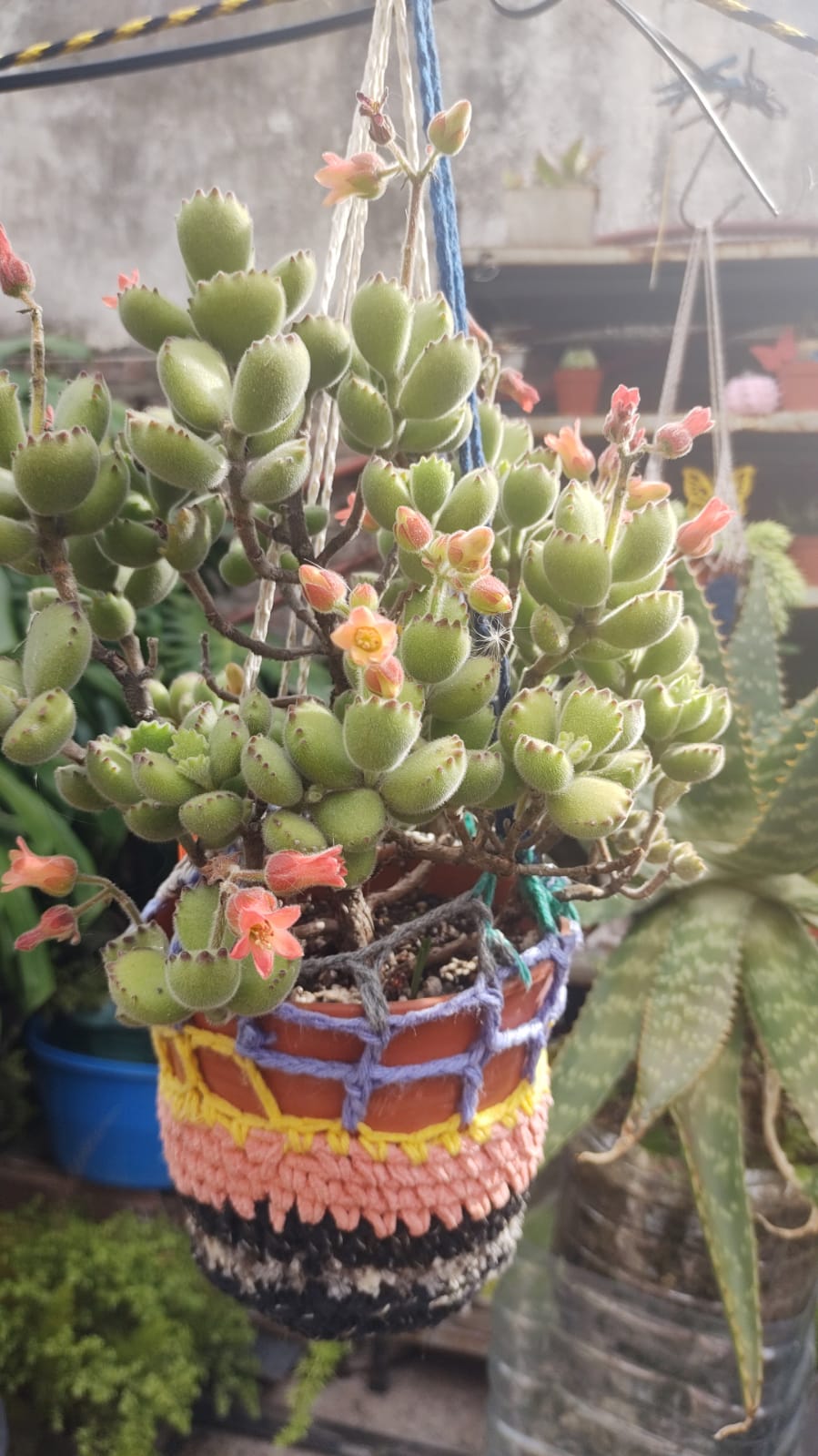garrita