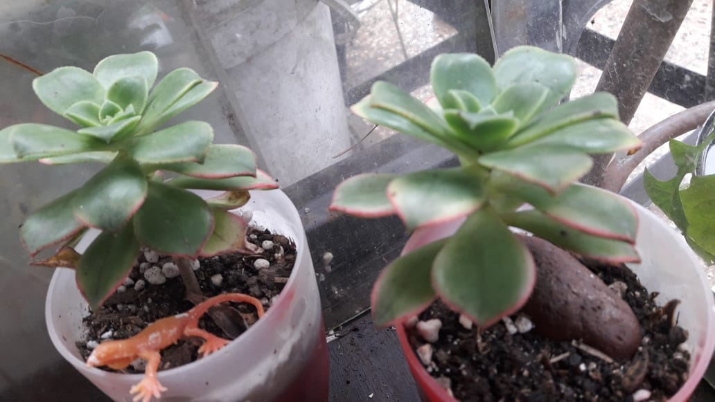 haeonium