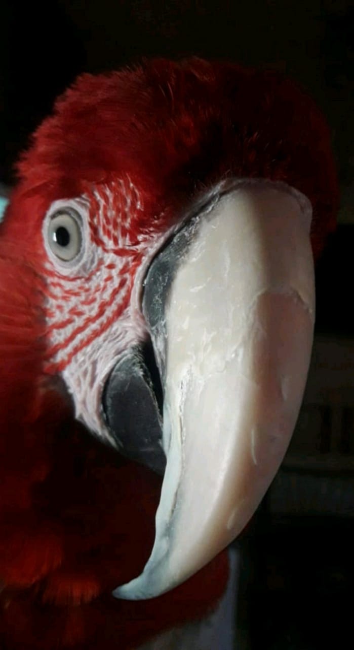 milo loro
