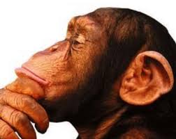 monito
