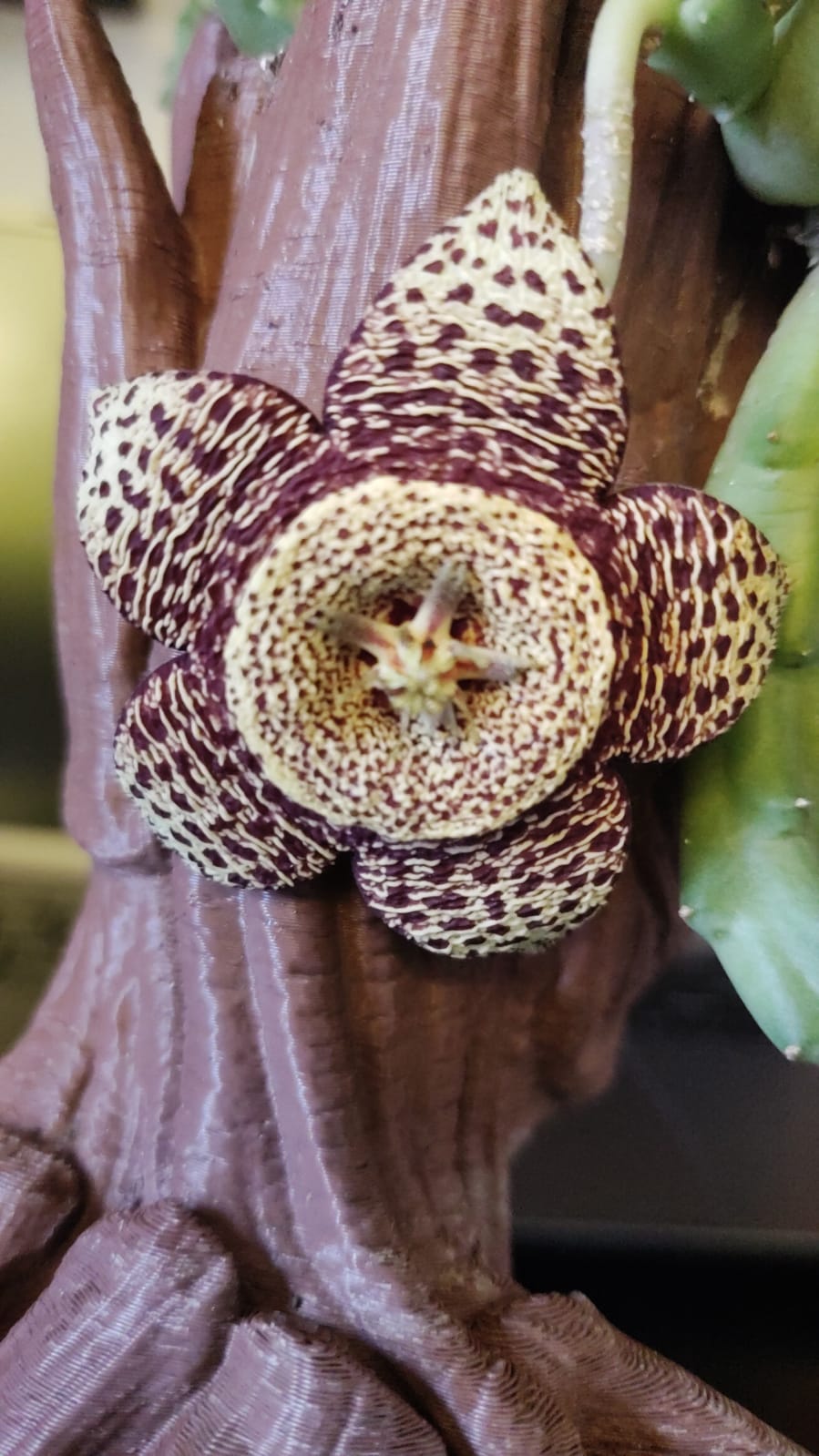 orbea ó flor de Lagarto