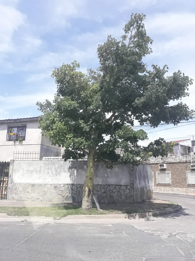 palito bocha