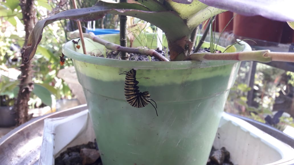 pupa