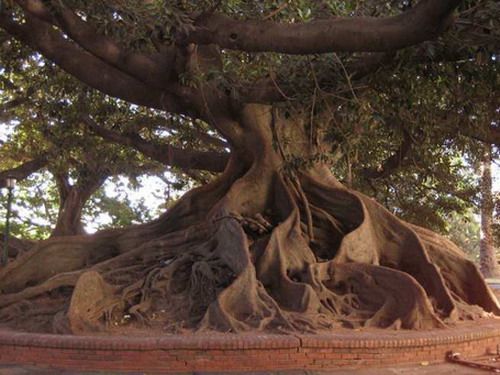 raices
