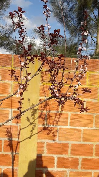 rojito